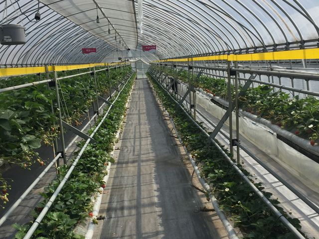 �n�E�X��_�����X�g���x���[�p�[�N