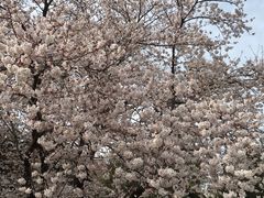 ゆりさんの敷島公園の桜の投稿写真1