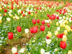 􂳂̍䥗΂̃~[WA n[xXg̋uւ̓eʐ^1