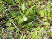 񂵂傤̗當VόR[X̓eʐ^1