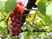 ف[񂳂̐@΂Ԃǂ̓eʐ^1