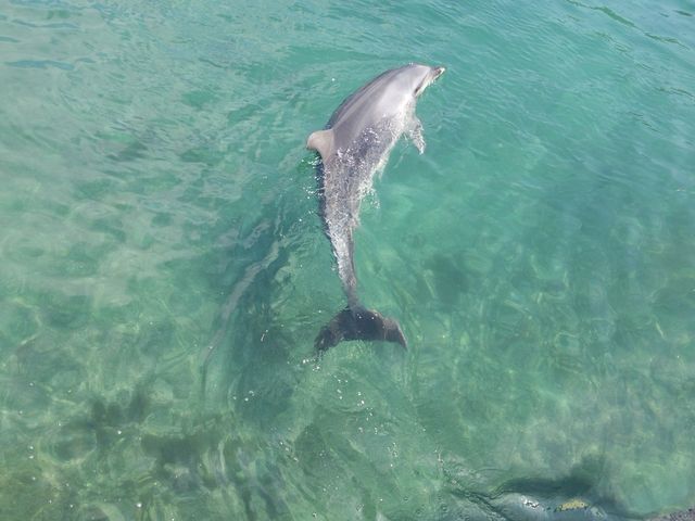 �C���J�V���[_���킵�܃}�����p�[�N