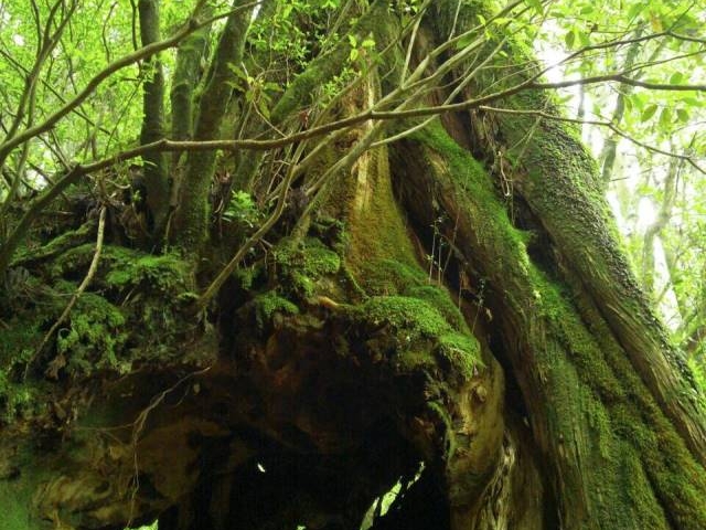 ���v��_���v���R��