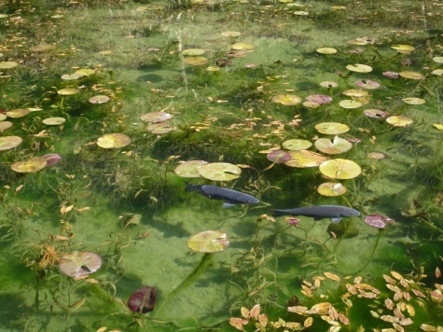 ������͓~�ł����C�Ȃ悤�ł��I_���l�̒r�@�򕌌�