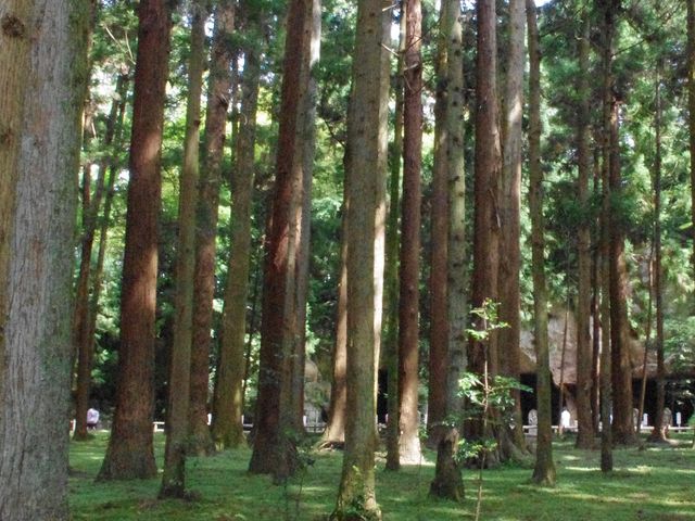 ������_���ގ��̉痴�~