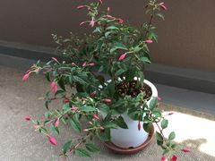 񂳂̓̉wȂւ̓eʐ^1