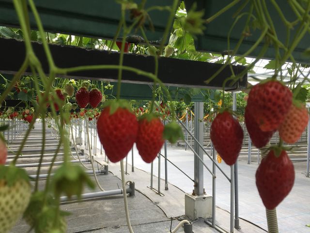 ������_���������̂�