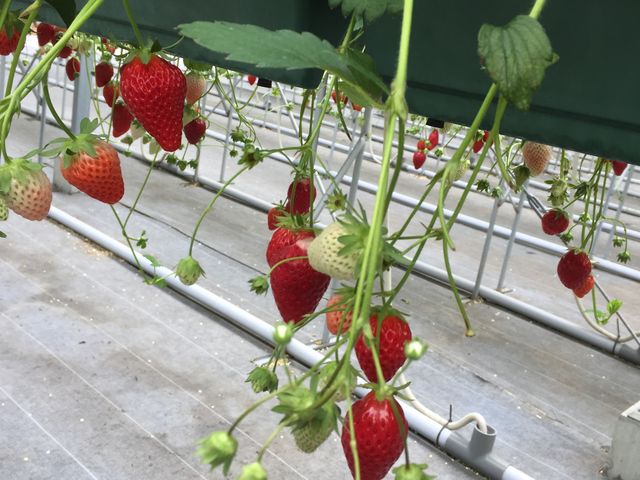 ������_���������̂�