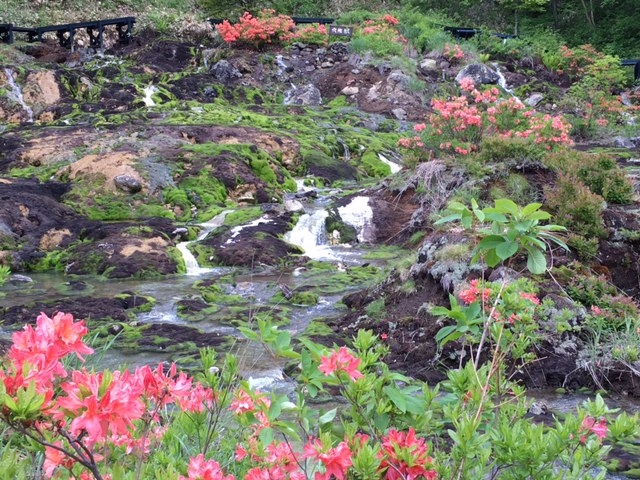 5���㔼����6�����{�ɍ炭�����Q�c�c�W_�`���c�{�~�S�P����