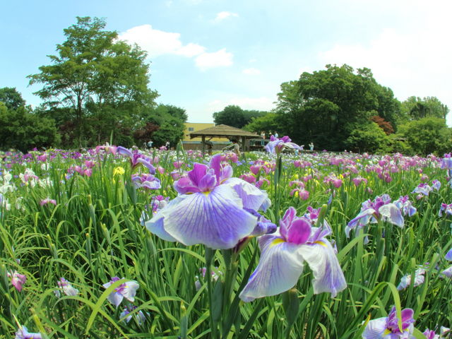 炫ΖxAFXȐFނ̂őfGȏꏊłB_JԂ傤ԉ