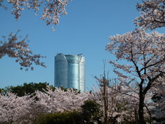 トロムソさんの青山霊園の桜の投稿写真1
