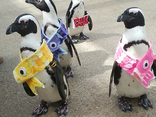 ペンギンのお散歩_松江フォーゲルパーク
