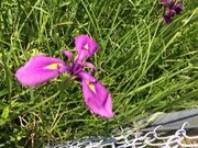 Ђ񂳂̞̃mniVEun^̂͂Ȃ傤Ԃ̓eʐ^3