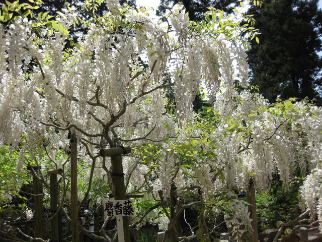 ���Ⴑ����_�t������ݗt�A�����i�_���j