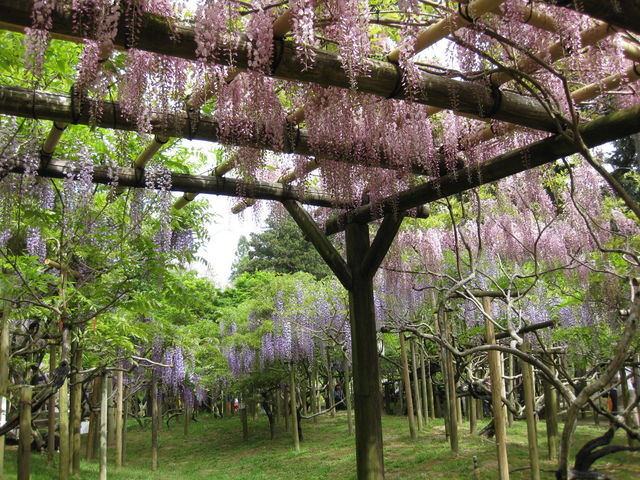 ���I_�t������ݗt�A�����i�_���j