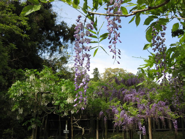 �F�X�Ȏ�ނ̓�������܂�_�t������ݗt�A�����i�_���j