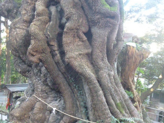 ���_�؂����ɉ���Ă݂�Ɓc_���{�_�Ђ̑��