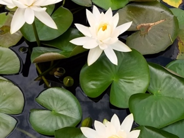 2017.7.1�@�����A�������݂��̐X_���Îs�������A�������݂��̐X