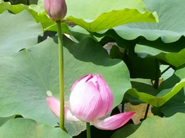 2017.7.1�@�����A�������݂��̐X_���Îs�������A�������݂��̐X