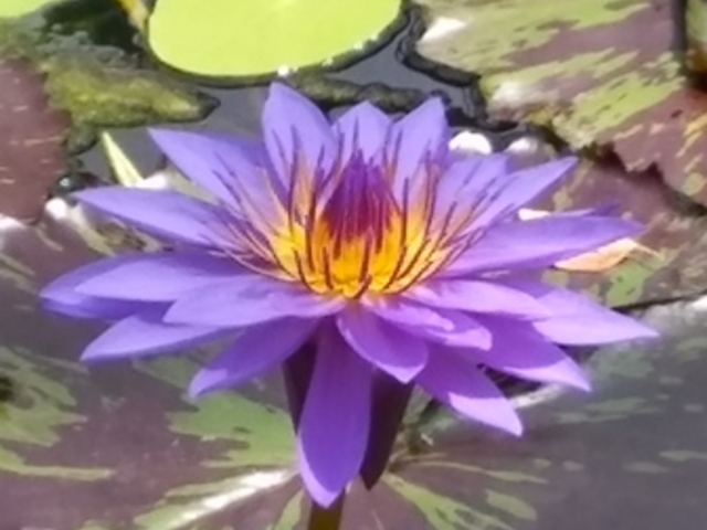 2017.7.1�@�����A�������݂��̐X_���Îs�������A�������݂��̐X