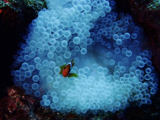 �j������������_�}�[���F���X�v���W���[�C�V�K�L