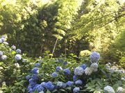 ܂邱񂳂̒ю̂̓eʐ^1