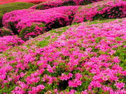 _ސ쌧ASsĂ܂Ǐ̓eʐ^2