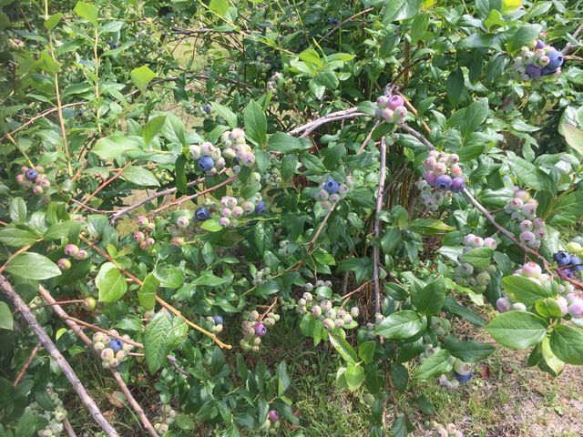 �����x���[_�������u���[�x���[�_��