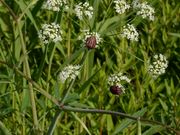 hekokiman̕P쌹RT iP쌹EeCj̓eʐ^4