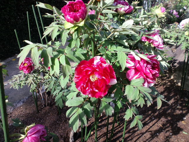 ���O_�������ӂ̂₷�炬�p�[�N