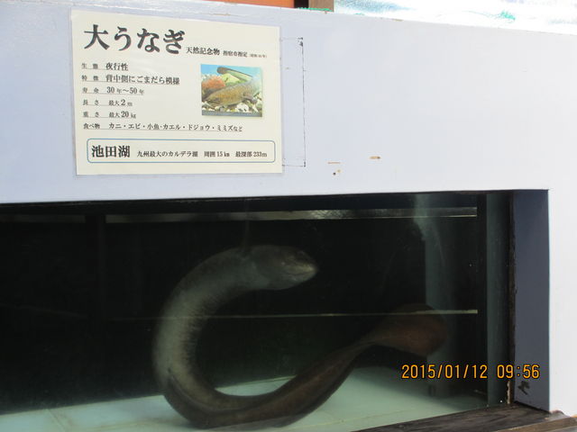 �߂��Ō��Ă݂�_�r�c�΃p���_�C�X