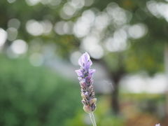 �_�u�_�u����̃n�[�u�K�[�f���E�|�P�b�g�ւ̓��e�ʐ^1