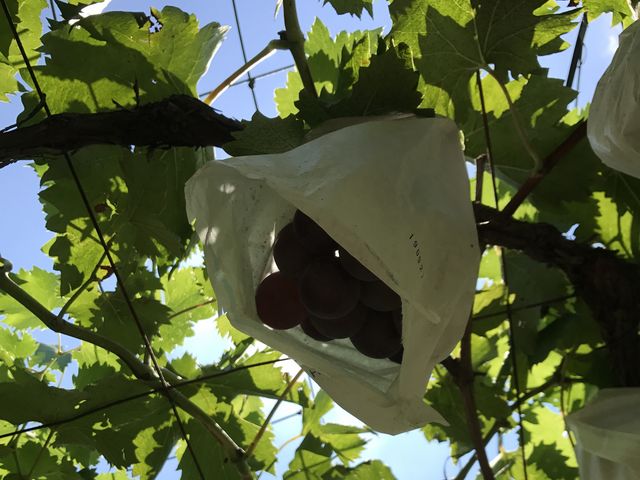 �嗱�ŊÂ��Ĕ�������_�͖�Ԃǂ���