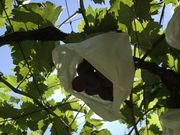 uchinakả͖Ԃǂ̓eʐ^1