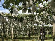 uchinakả͖Ԃǂ̓eʐ^2