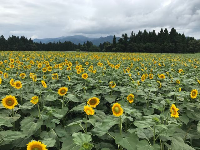 ��ʂЂ܂��_�Ó�Ђ܂��L��