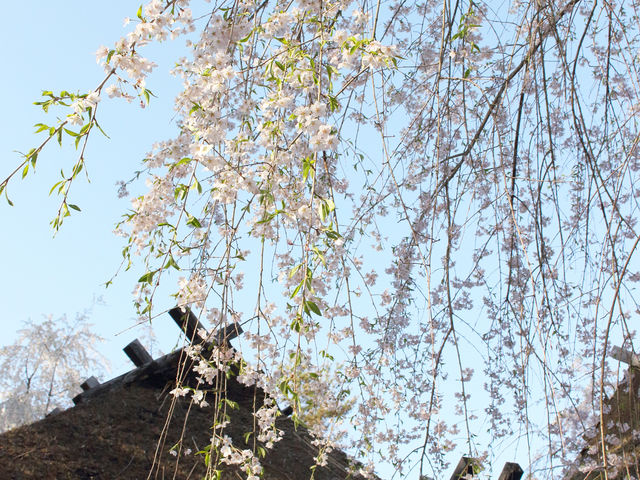 ���{�Ƃƍ�_���{��