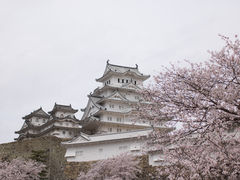 門内から_姫路城の桜