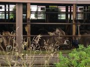 AL̔ѓcqACX~NEVbv̓eʐ^1