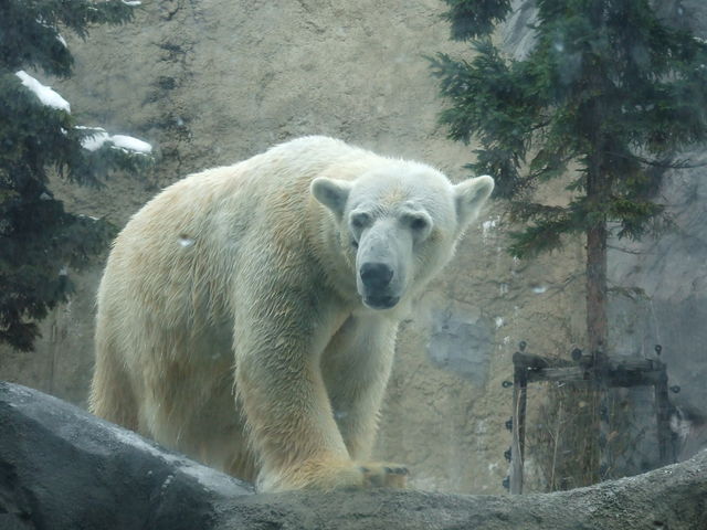 ���N�}_���R������