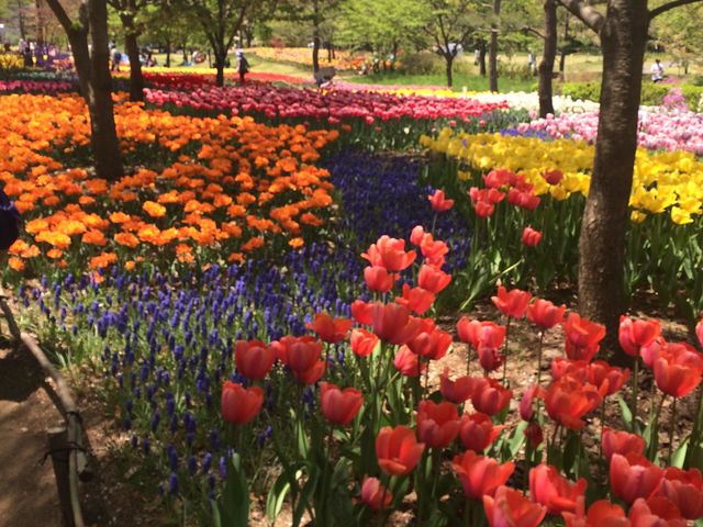 �`���[���b�v_���c�A���v�X���Â݂̌����@�x���E�䍂�n��