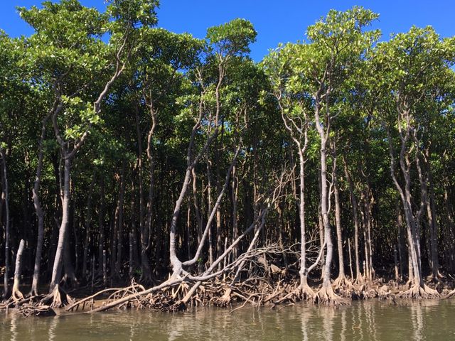 �}���O���[�u���Y��ł�_���Ԑ�V��