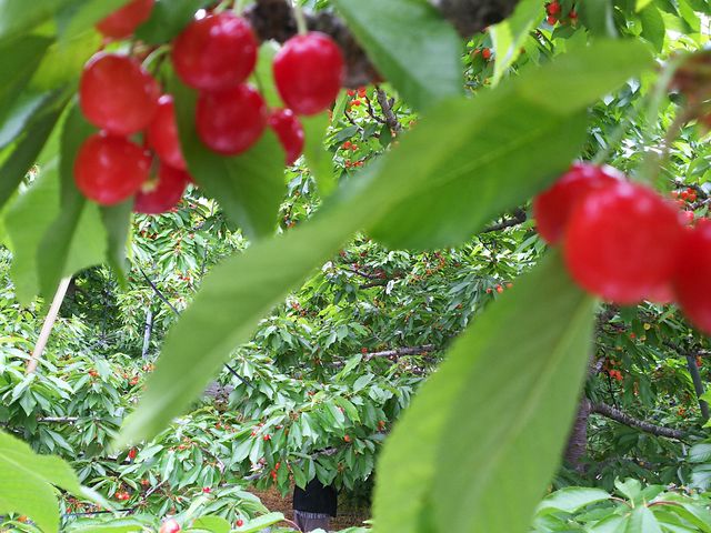 ������������_�ʎ��̗��@���c�_��