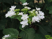 ���C����̖�c���̃A�W�T�C�̓��e�ʐ^4