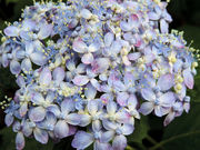 ���C����̖�c���̃A�W�T�C�̓��e�ʐ^6