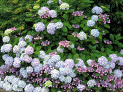 ���C����̖�c���̃A�W�T�C�̓��e�ʐ^7