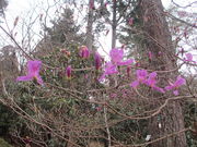 JI̋ASR̃VNiQ̓eʐ^1