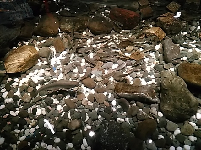 �G�ꍇ���R�[�i�[_�T�P�̂ӂ邳�Ɛ�ΐ�����