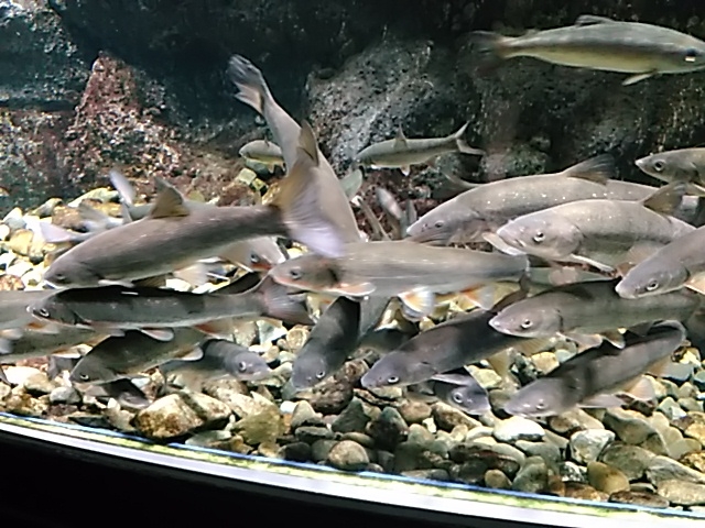 �ǂ����Ă�́H_�T�P�̂ӂ邳�Ɛ�ΐ�����