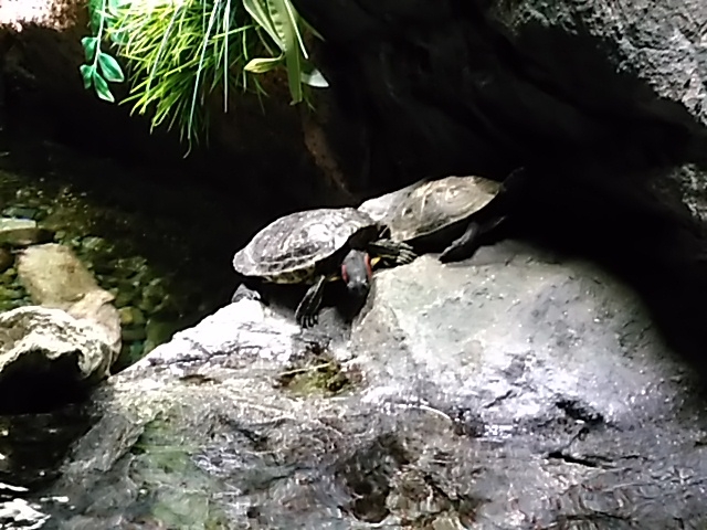 �J��_�T�P�̂ӂ邳�Ɛ�ΐ�����